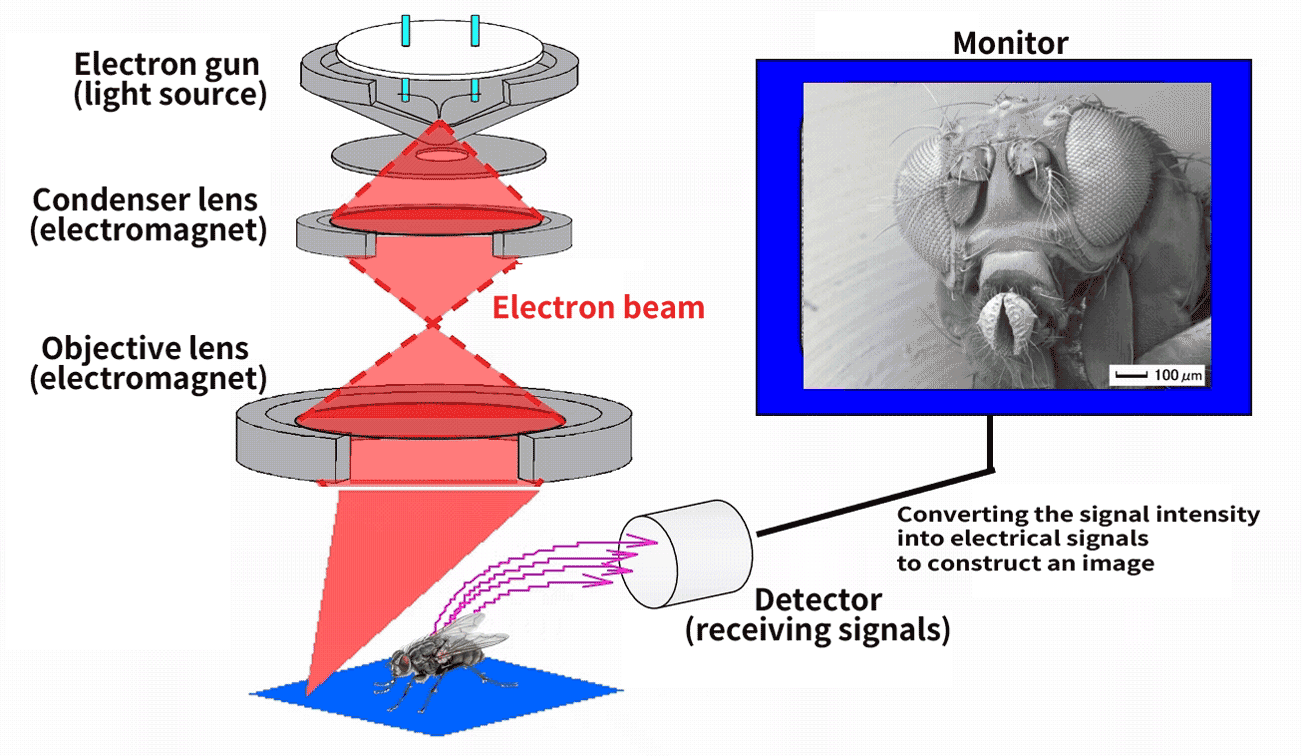 Animated scanning electron microscope (SEM) diagram showing the electron beam scanning a specimen and the resulting signal detection process used to generate an image.