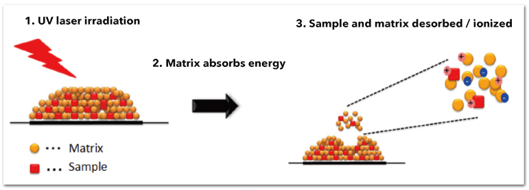 Sample and matrix desorbed / ionized