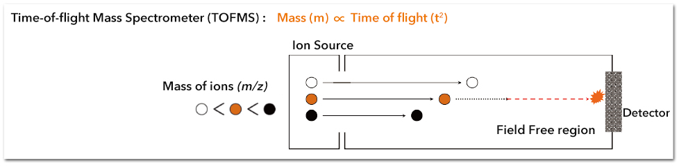 มัลดี้ไทม์ออฟไฟลท์ แมสสเปกโตรมิเตอร์ (MALDI-TOF MS)