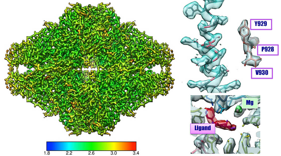 β-galactosidase 2.6 Å ความละเอียด CRYO ARM™