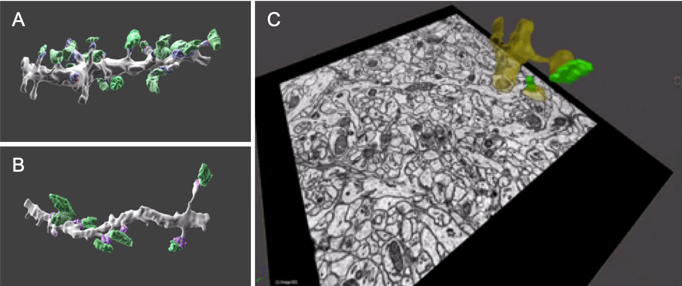 3D-View: серийная блочная сканирующая электронная микроскопия гиппокампа, который содержит много нейронов.
