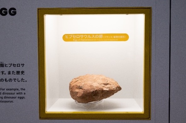 화석 힙셀로사우루스 알(백악기 후기)