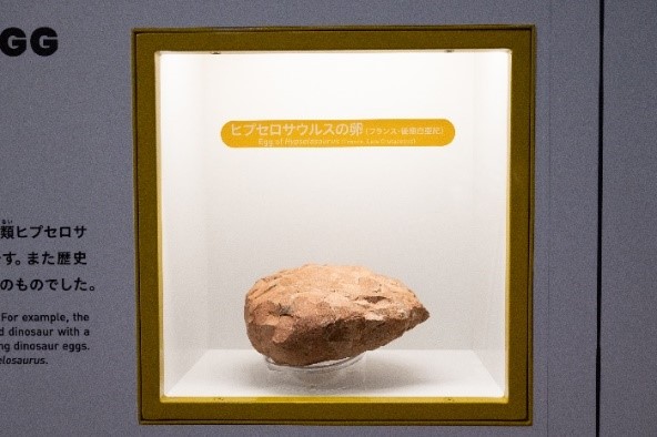 Fossil Hypselosaurus Egg (Late Cretaceous)