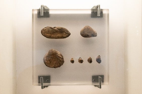 Freshwater fossil shellfish