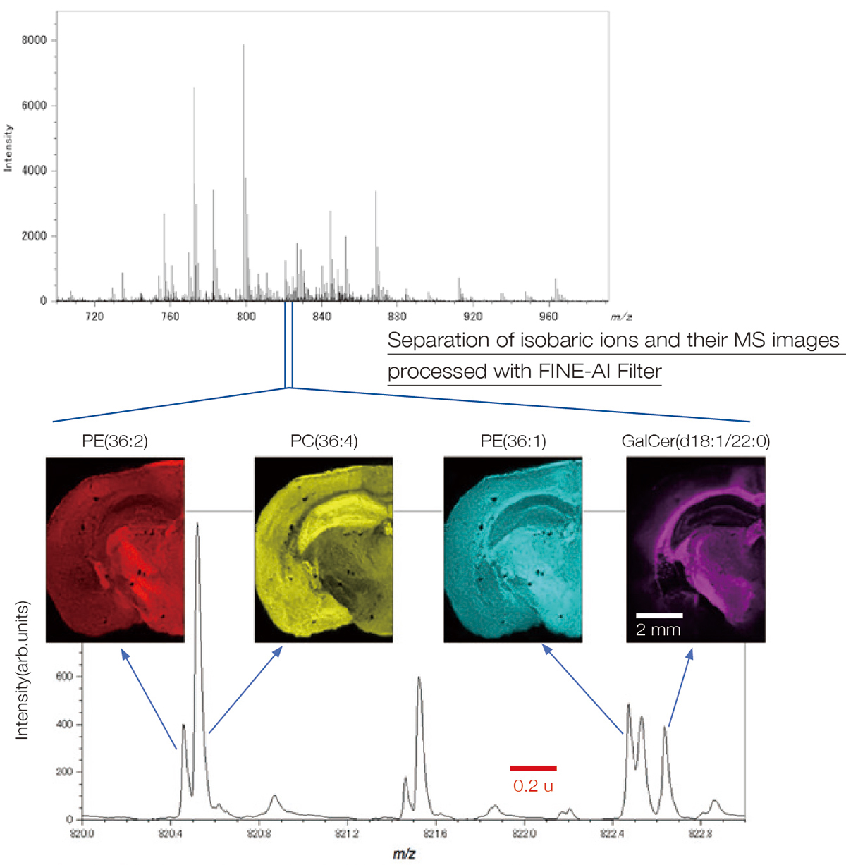 Separation of isobaric ions and their MS images processed with FINE-AI Filter