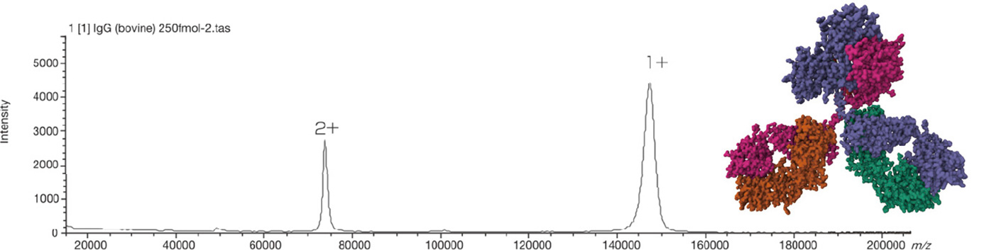 Mass spectrum of Immunoglobulin G (IgG)