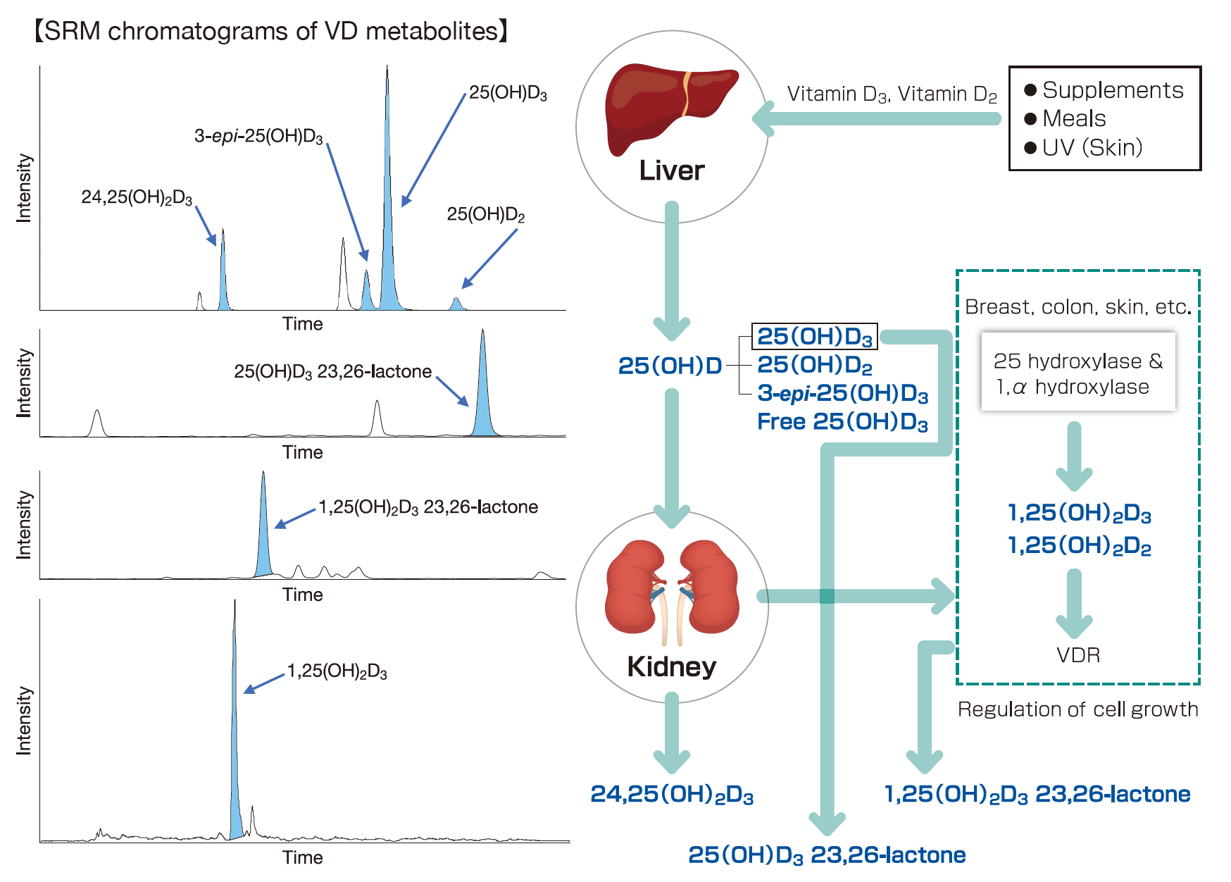 Kromatogram SRM metabolit VD