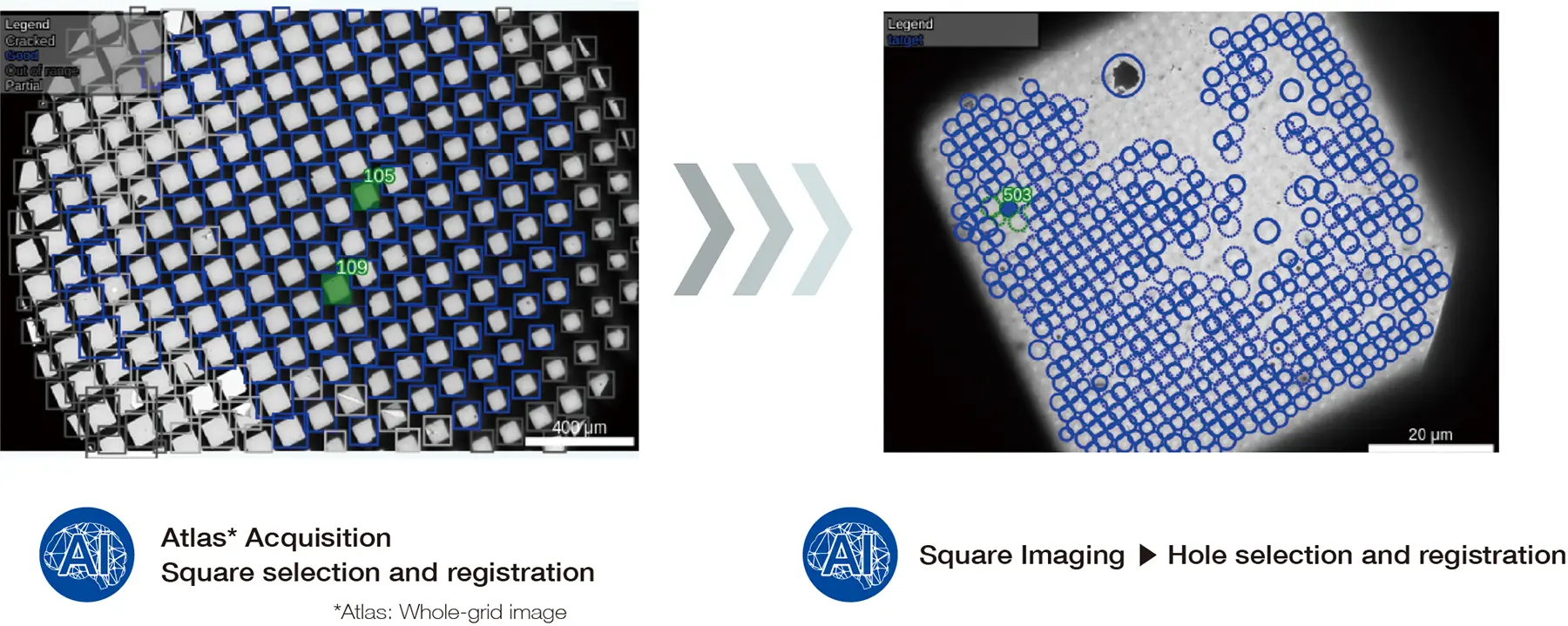 AI: Atlas* Acquisition Square selection and registration (*Atlas: Whole-grid image), AI: Square Imaging ▶ Hole selection and registration