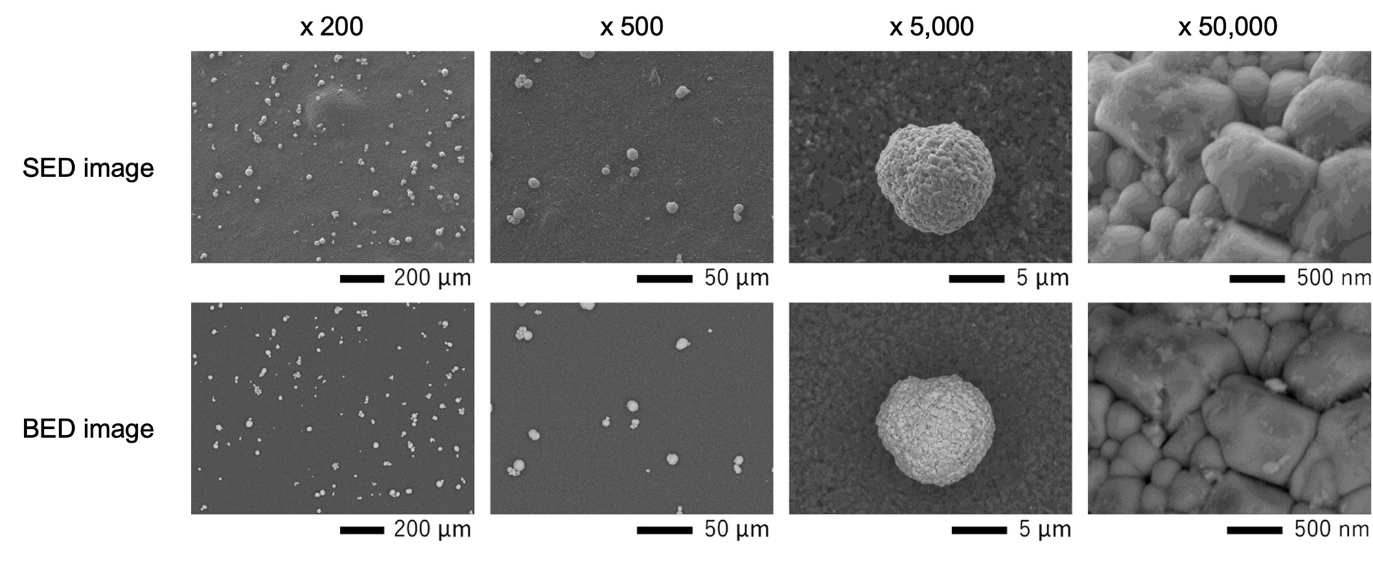Comparison of SED and BED images: From left to right, 200x, 500x, 5,000x, and 50,000x magnification