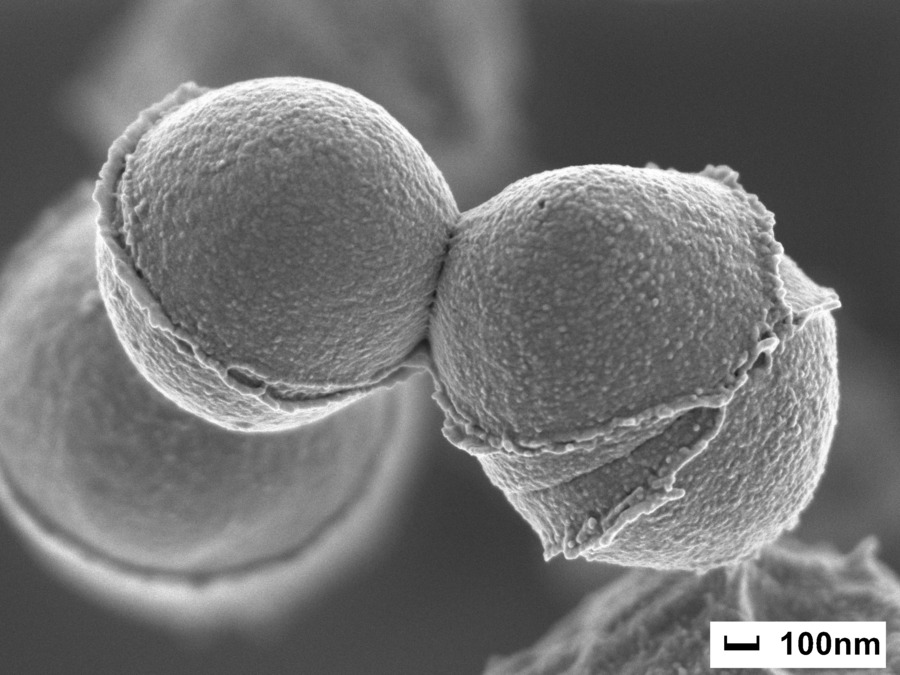 lactic acid bacteria_3.jpg