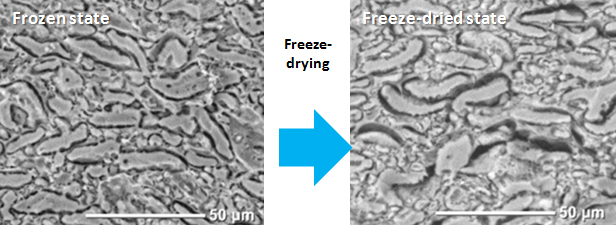 Comparison of SEM images of noodles in frozen state and freeze dried state, using dry ice