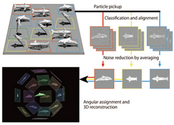 Schematic diagram explaining the process of single particle image analysis.