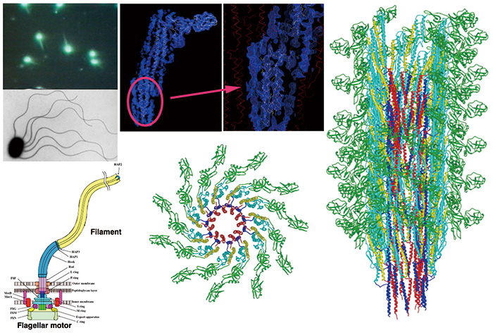 โครงสร้างโมเลกุลของเส้นใยแฟลเจลลาร์เปิดเผยโดยการวิเคราะห์ภาพ cryoEM