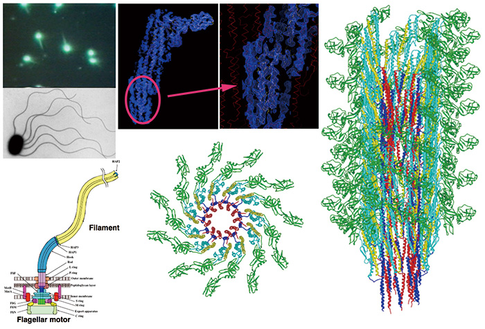 Molecular structure of the flagellar filament revealed by cryoEM image analysis.