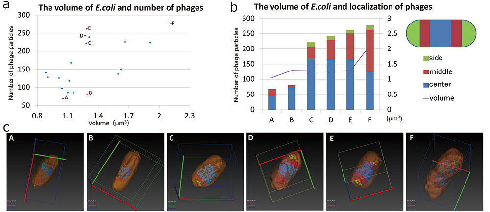  Relationship of morphology of E.coli and involved phages.