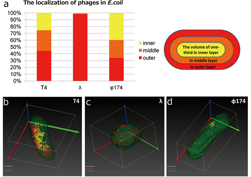 Taburan 3D phages dalam E.coli