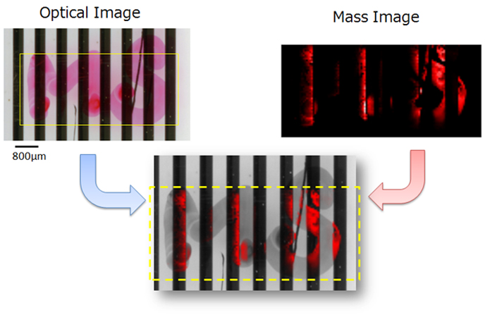 Figure 3. Results of MSI measurement without gold deposition