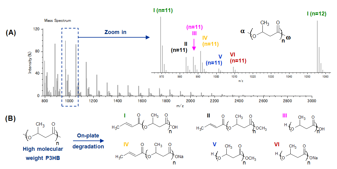 Fig. 1. (A) MALDI SpiralTOF mass spectrum of a high molecular weight P3HB following its on-plate degradation (inset: zoom shot with assignments). (B) P3HB ion series noted I-VI