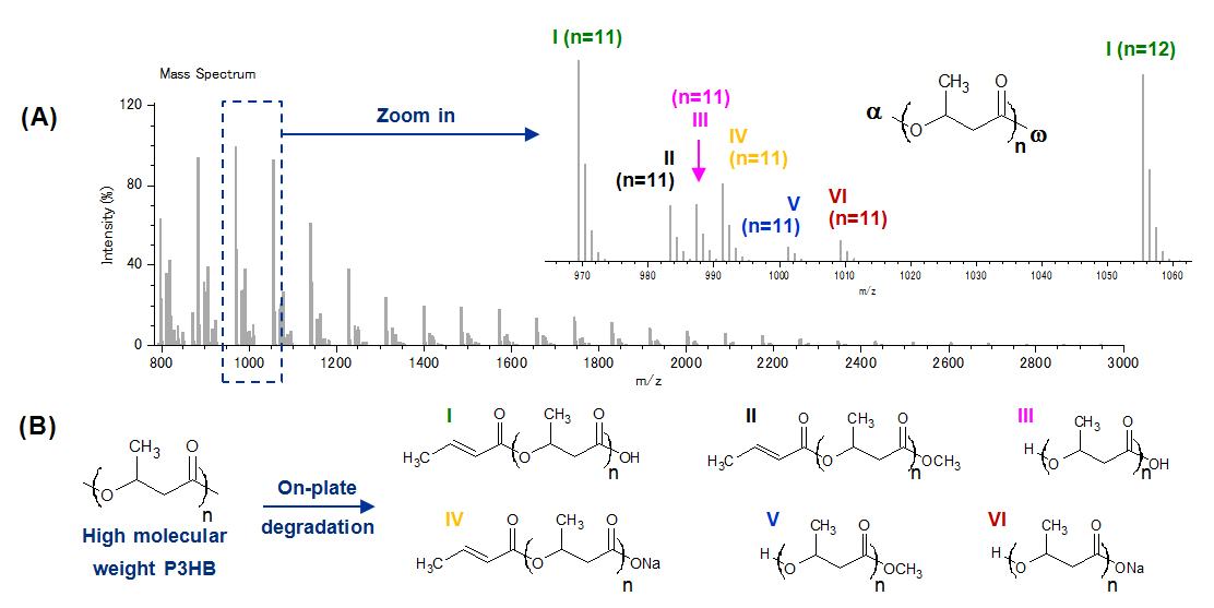 รูปที่ 1. (A) สเปกตรัมมวลของ MALDI SpiralTOF ของ P3HB ที่มีน้ำหนักโมเลกุลสูงหลังจากการสลายตัวบนจาน (สิ่งที่ใส่เข้าไป: ซูมช็อตด้วยการกำหนด) (B) ชุดไอออน P3HB ระบุ I-VI
