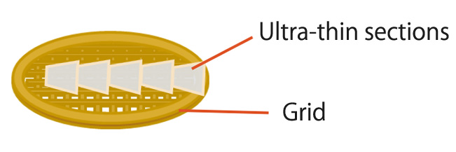 超薄切片作製