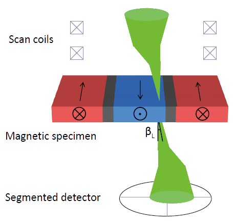 Rajah 1 Diagram yang menggambarkan konsep pengimejan STEM DPC. Pesongan Lorentz bagi probe elektron terfokus, melalui sudut ßL, oleh domain dalam sampel magnet nipis dikesan menggunakan pengesan bersegmen.