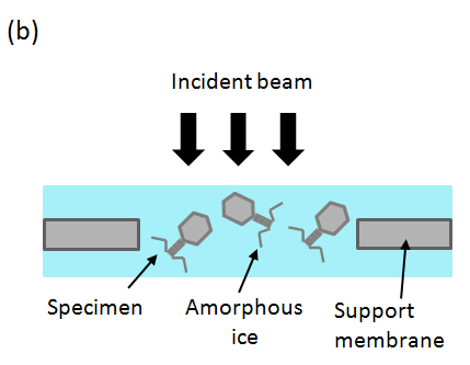 氷包埋した試料の断面図_ภาพตัดขวางของตัวอย่างที่ฝังอยู่ในน้ำแข็ง