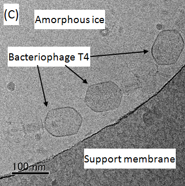얼음에 묻힌 박테리오파지 T4의 Cryo-TEM 이미지.