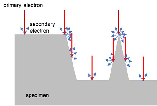 Intensities of emitted secondary electrons for different specimen shapes