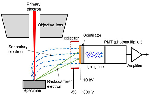 artikel helaas vragen secondary electron detector, ET detector, SE detector | Glossary | JEOL Ltd.